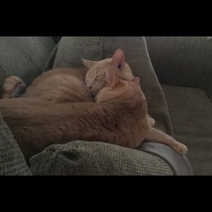 Meet your Posher, Lane